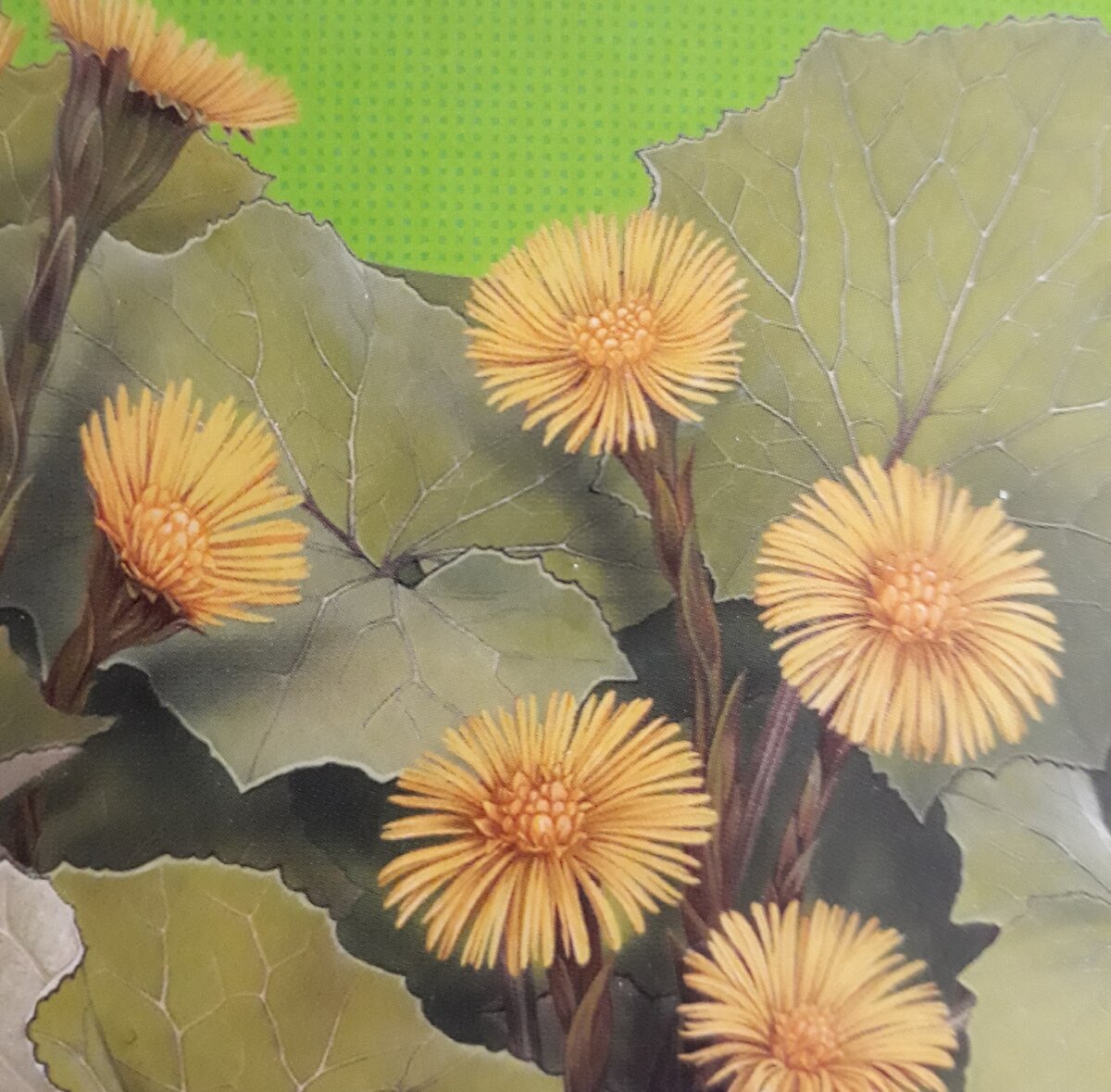 Мать-и-мачеха.