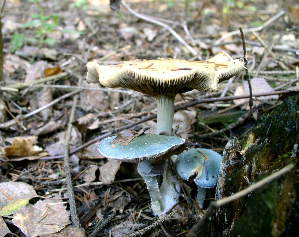 Как же я эту строфарию люблю и уважаю! (фото И.Лебединского)