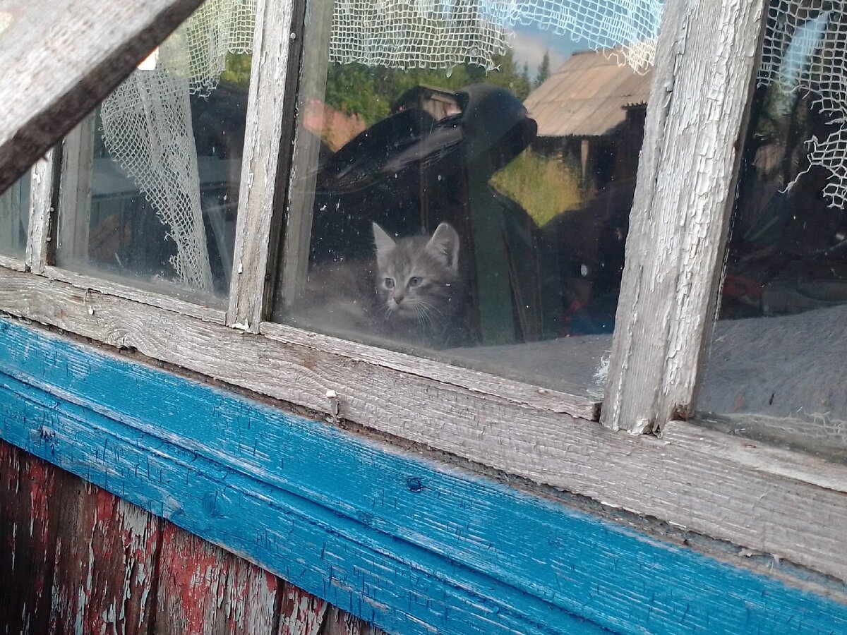 Кошка на улицу выходит, а котята - нет. Подсовывают им влажный корм на крышечке от банки под дверь. Котят трое, убежали от нашего фотографа, этот - самый смелый