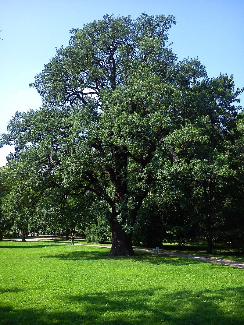 Дубу дам. Дуб черешчатый (Quercus Robur). Дуб обыкновенный (Quercus Robur). Дуб черешчатый (Quercus Robur l.). Дуб черешчатый, летний (Quercus Robur)