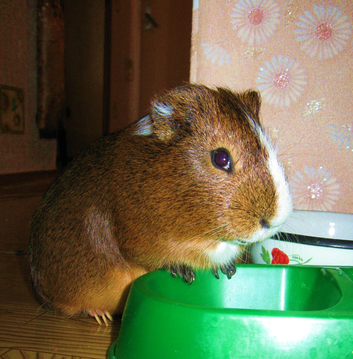 Знакомьтесь, мой первый морской свин, Семён ^_^  подворовывает сухой корм у кота)