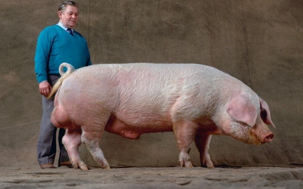 Какие виды свиней. Ландрас (порода свиней). Порода свиней аллантрос. Эстонская беконная порода свиней. Беконная порода свиней ландрас.