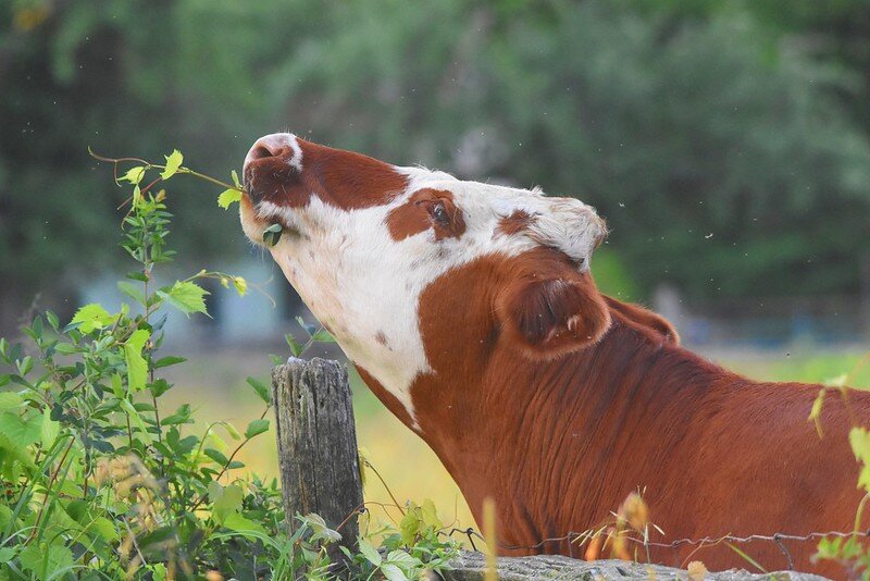 Фото: Peter Granka/Flickr