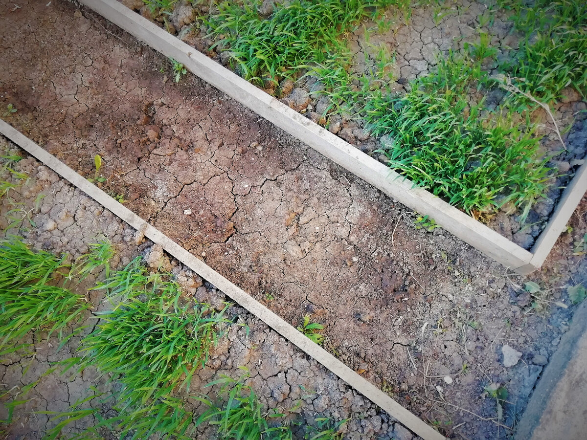 Трава под коврами не росла