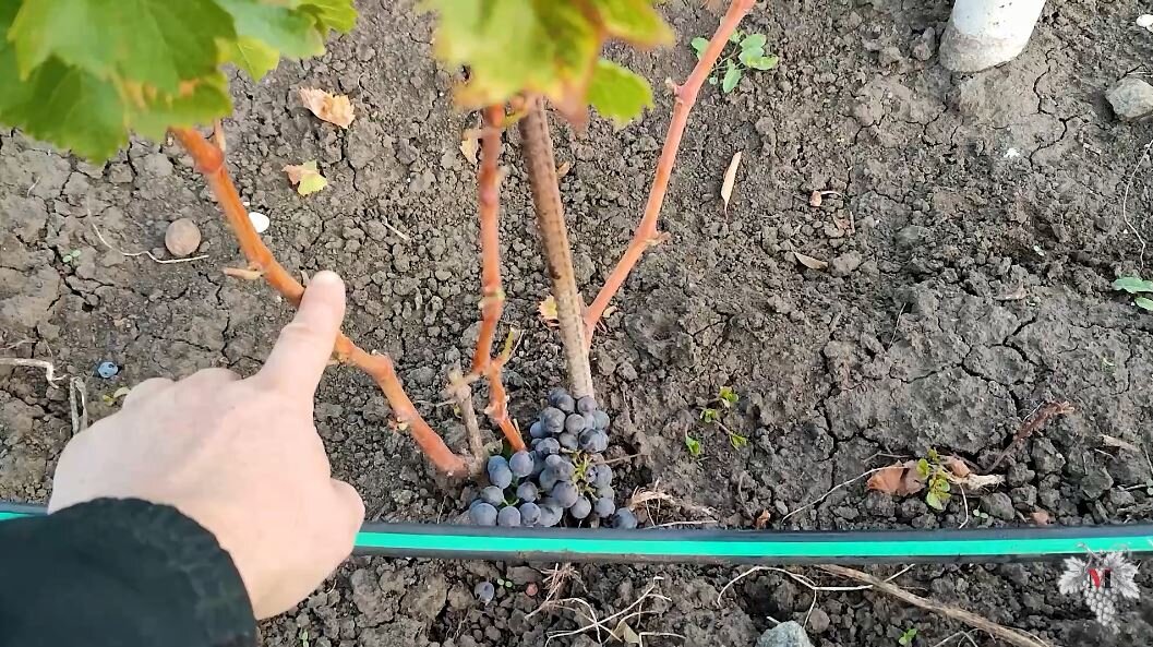 Посадка саженцев в винограда в марте в открытый грунт. Как сажать виноград весной саженцами. Срок выращивания рассады винограда. Неправильно посажен виноград как исправить ошибку.