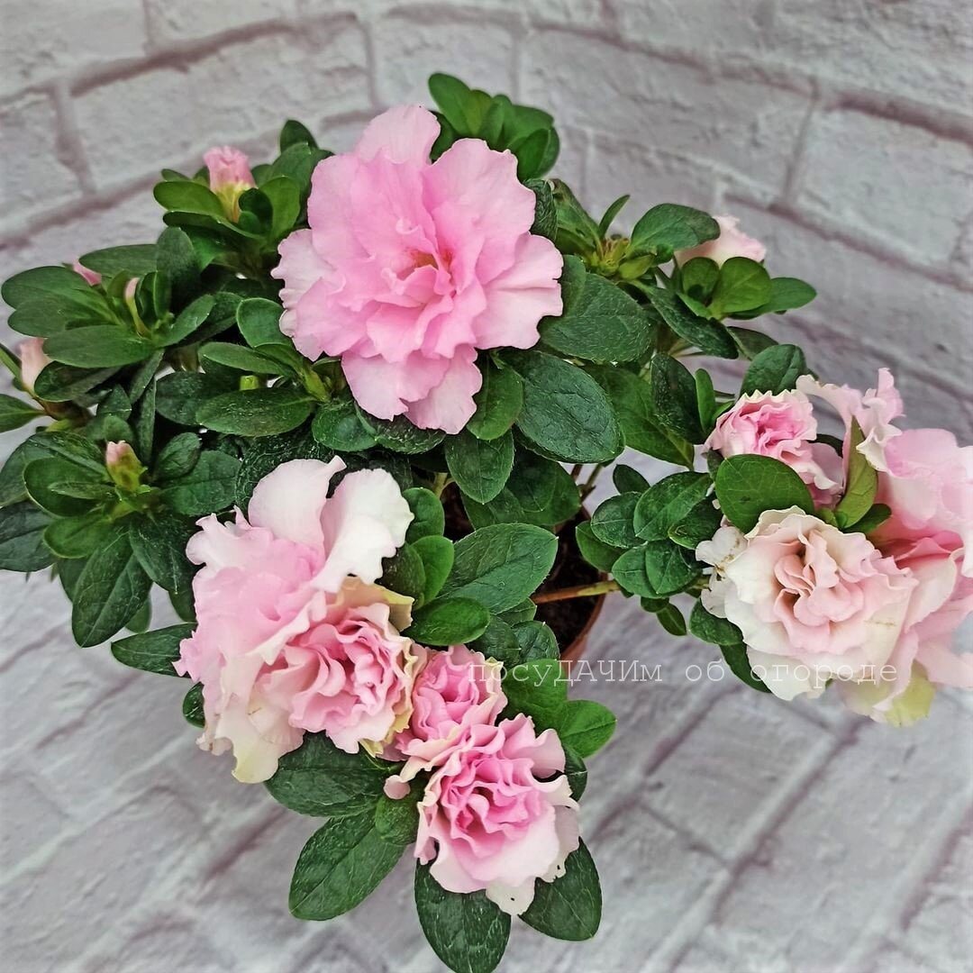 Азалия - безумно красивый цветок