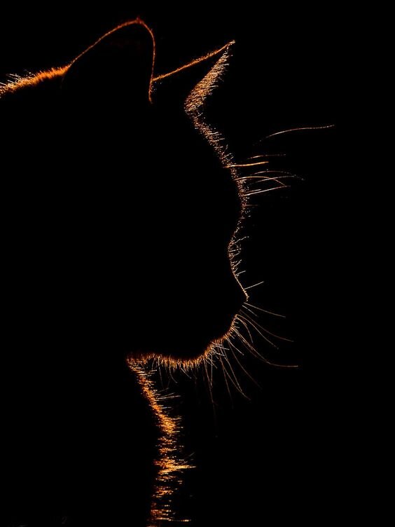 Фото с сайта www.pinterest.ru