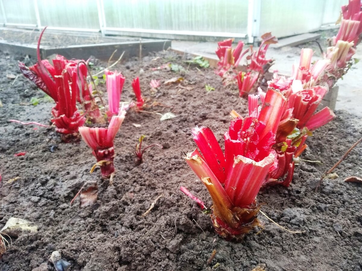 Крупным планом. Этакая роща