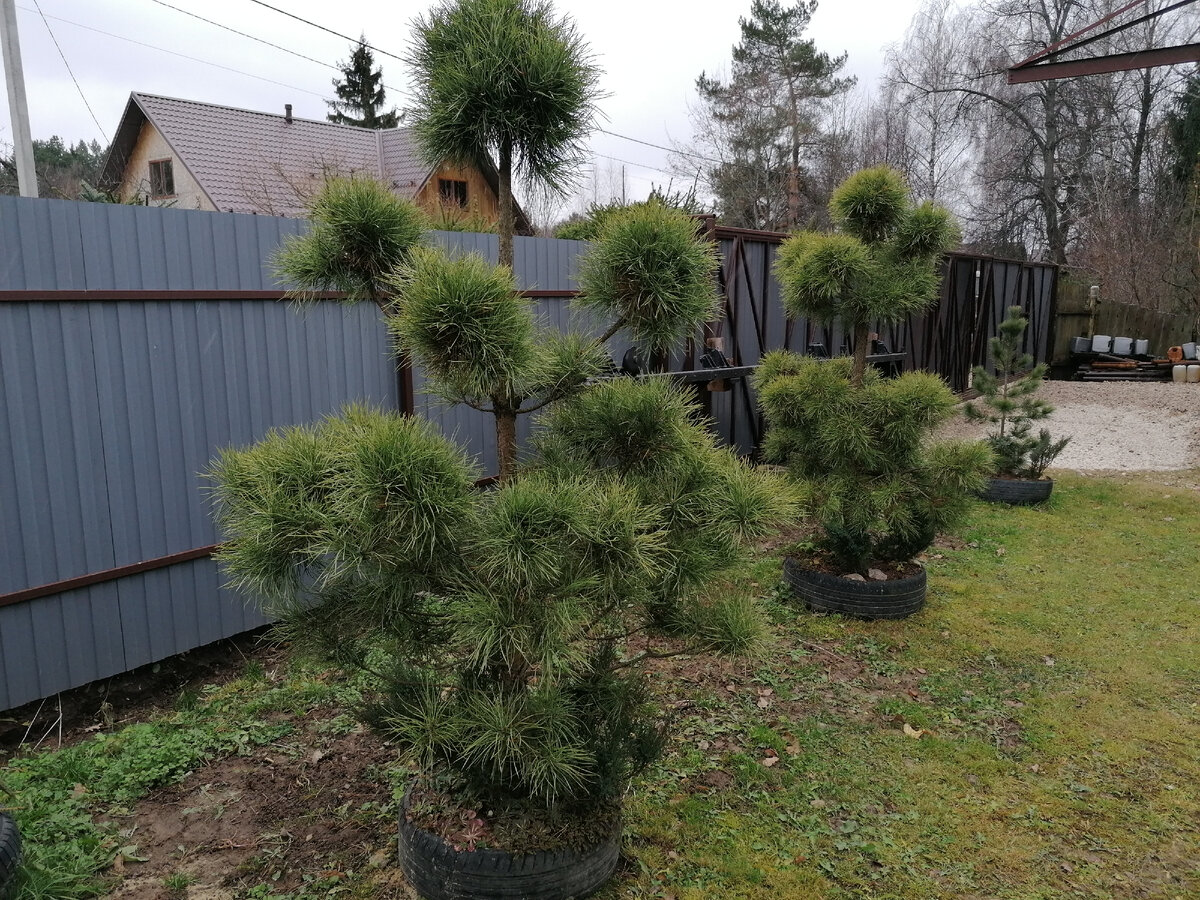 Технология формировки Ниваки ART Story Дзен Topiary garden, Japan garden, Japane