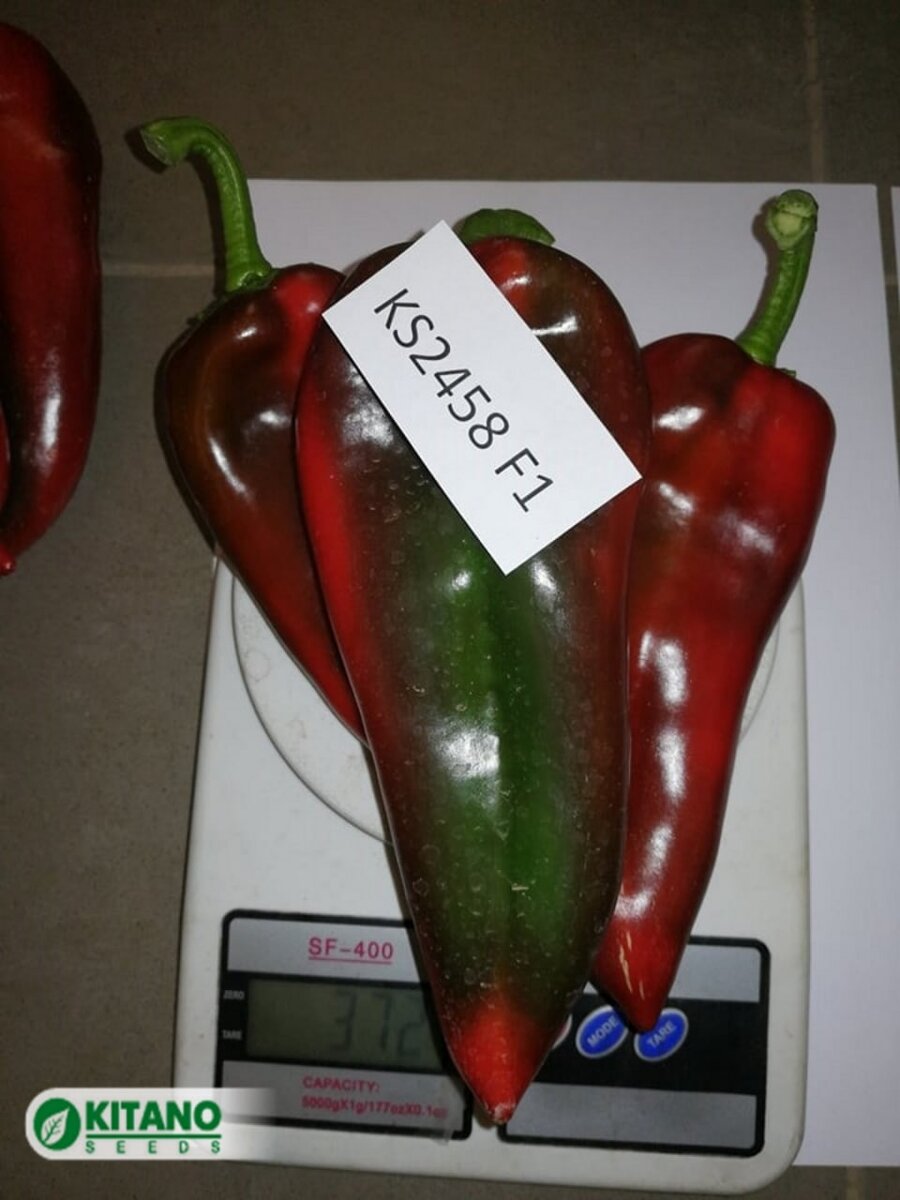 перец KS 2458 F1