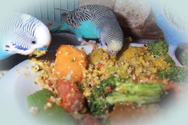 Обеспечение комфортных условий содержания