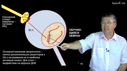 Дубынин В. А. - 100 часов школьной биологии - 1.24. Обучение и память