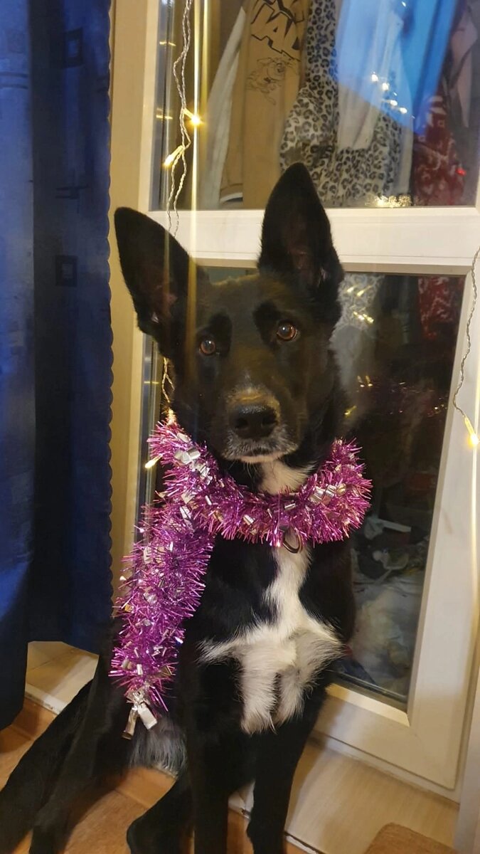 Принцесса Лея