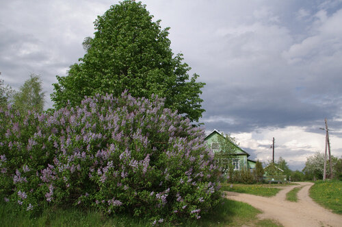 Сиренево-яблоневое Казицино. Фото Светланы Рысенковой. 22.05.2019