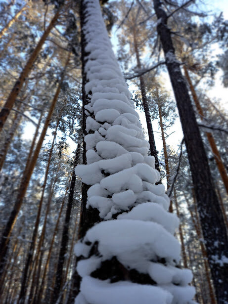 Снежные трутовики