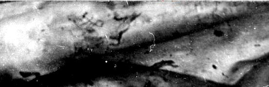 Фото левой руки. Начало надписи выше локтевого сгиба. Надпись непрерывная, но на сгибе её почти не видно. Описанию Возрождённого соответствует частично. https://sledopyt1959.mybb.ru/viewtopic.php?id=130