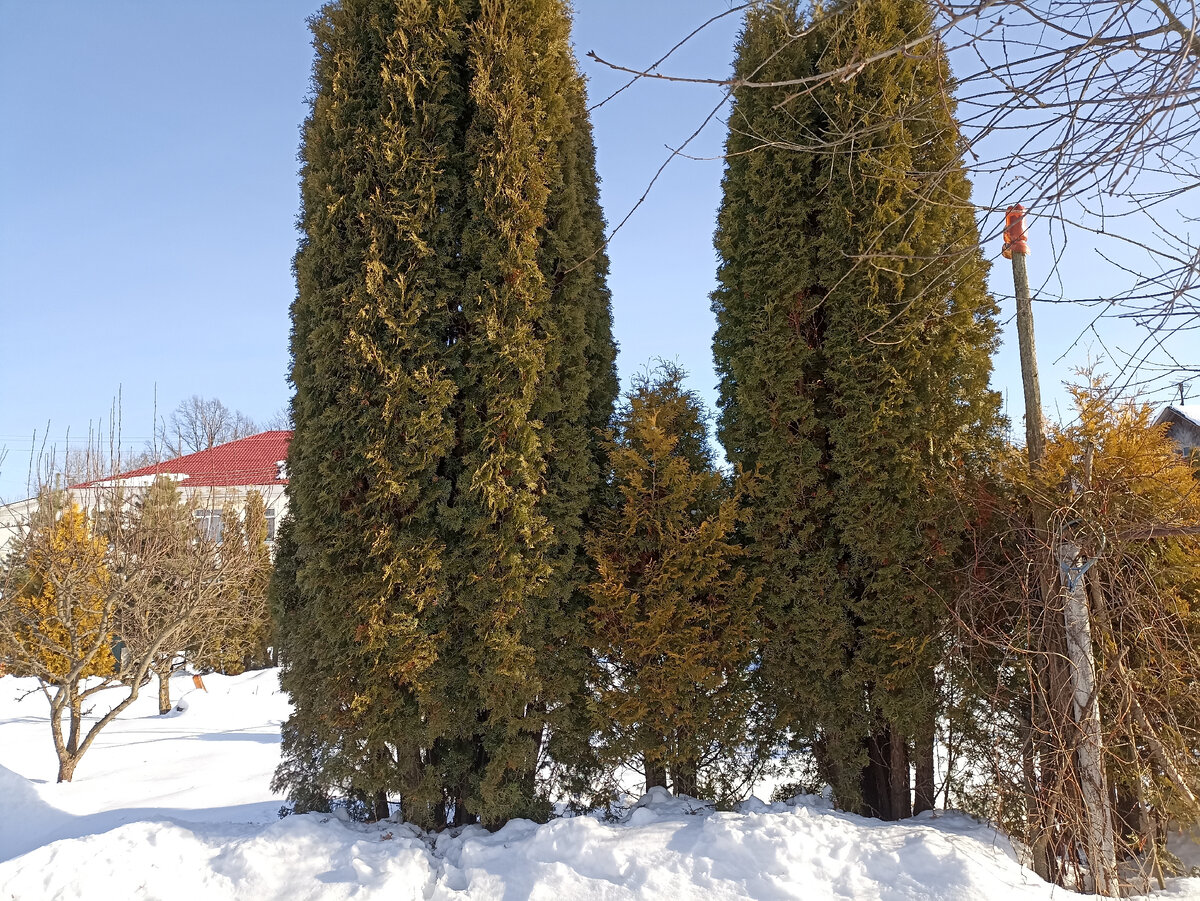 Хвойные и плодовые в моем саду. Фото автора