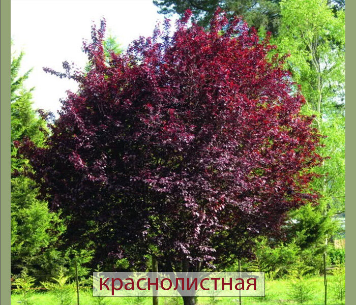 фото из интернета в моей обработке