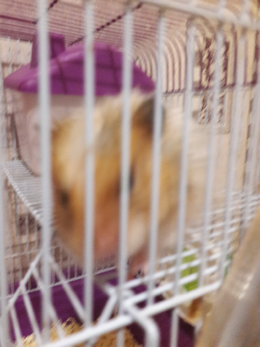 Хома вблизи.