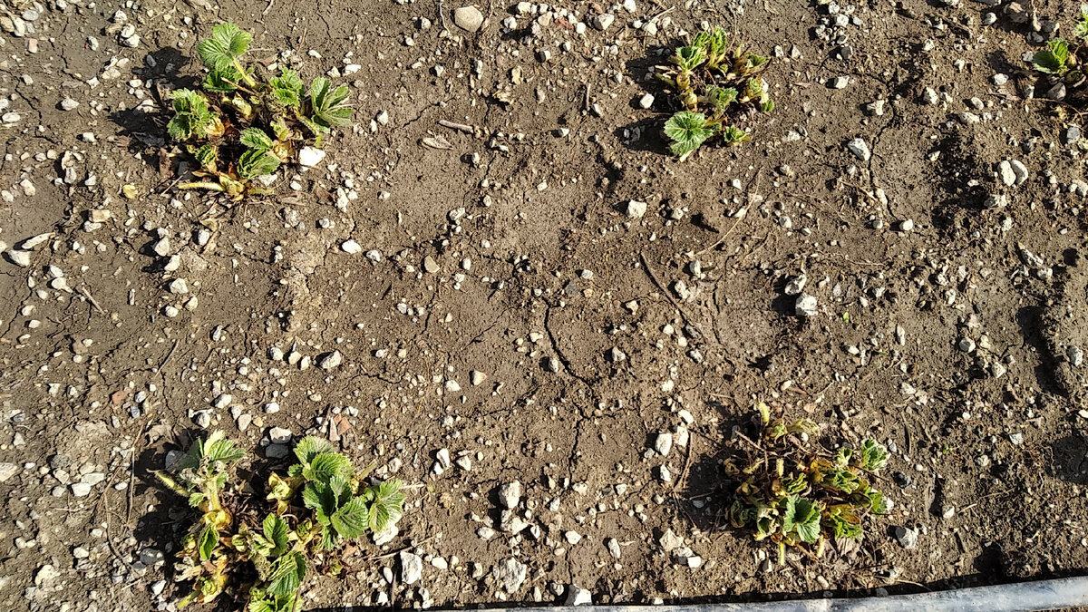 Клубника почищена для обработки от грибка и насекомых и подкормки