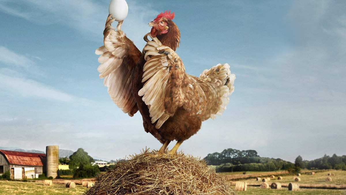 Реклама курочки. Курица. Курица с яйцами. Креативная реклама курицы. Реклама курицы.