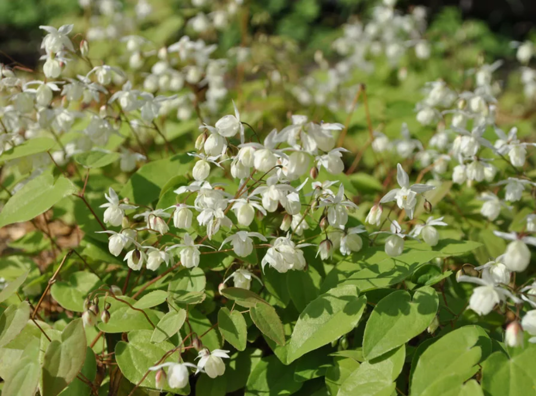 Фото горянки цветка