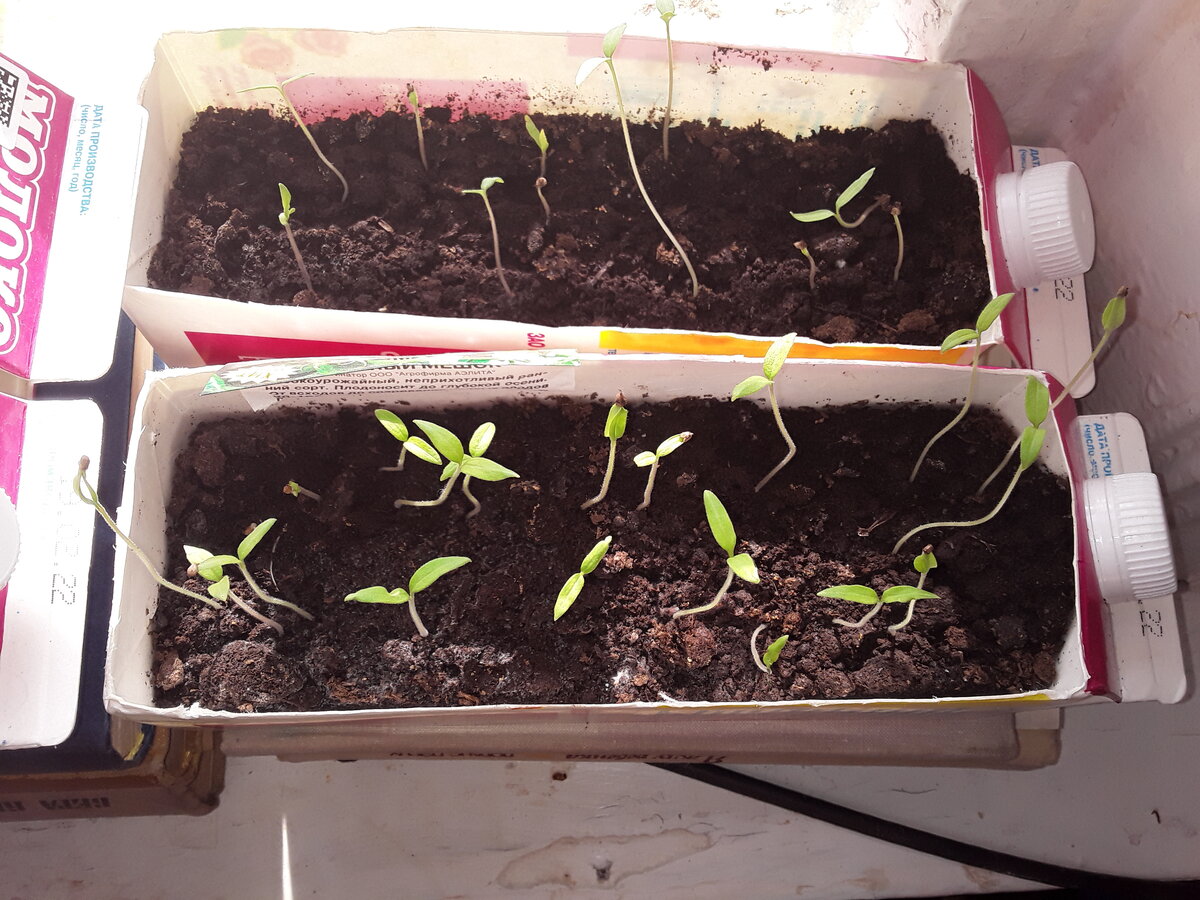 Мой уютный уголок. фото автора.