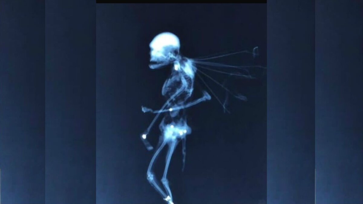 Существа с крыльями