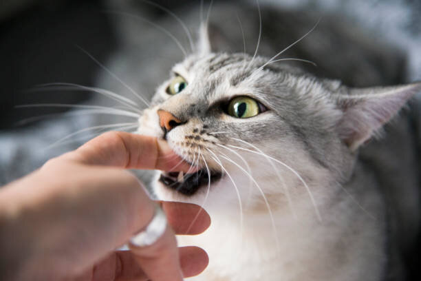 Почему кошка кусается, когда ее гладишь: причины поведения, как отучить? |  Все про кошек | Дзен