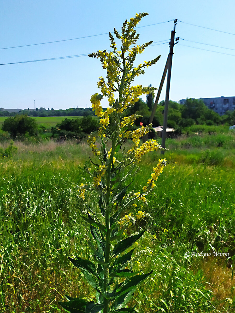 Полевые травы Ростовской области цветущие в июне июле