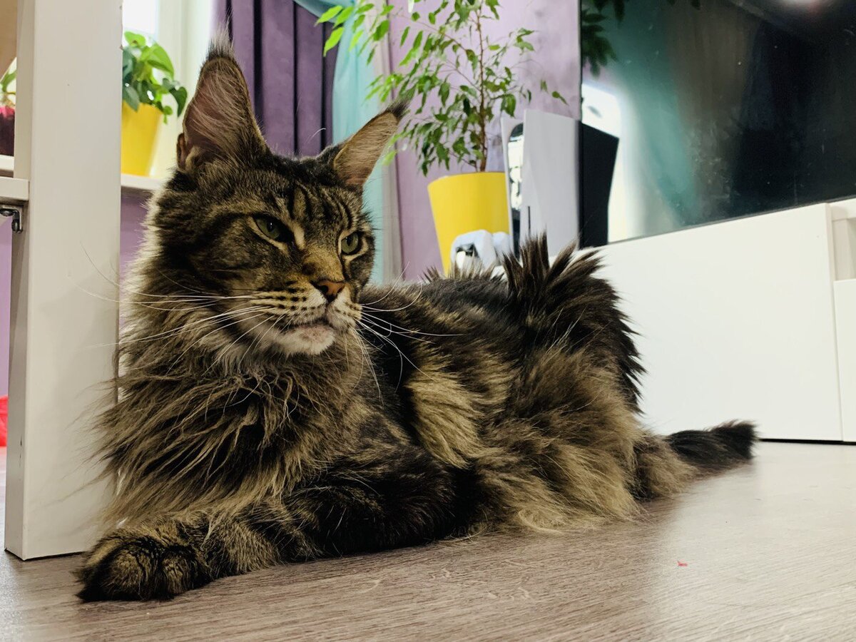 Взрослый кот мейнкун лежит на полу у стола и смотрит вдаль