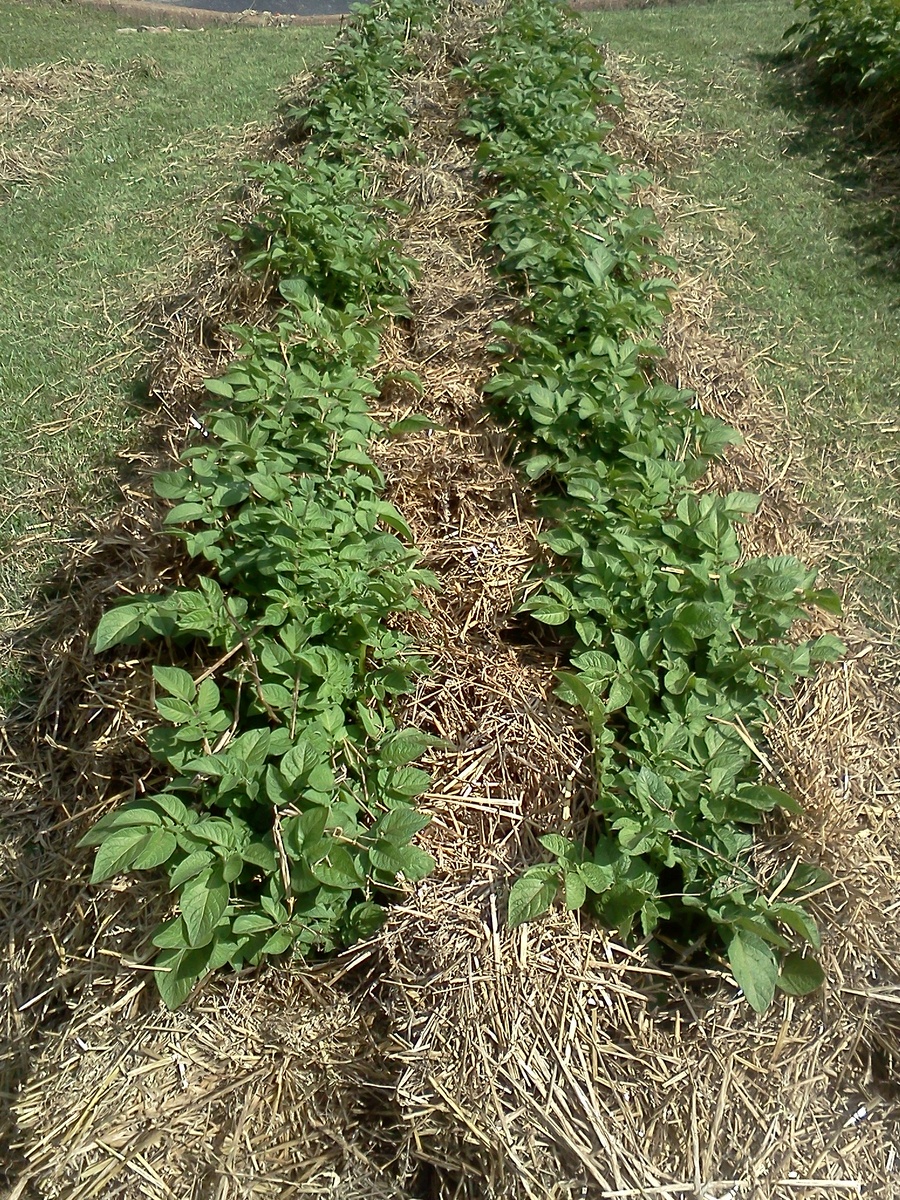 Сенное мульчирование картофеля