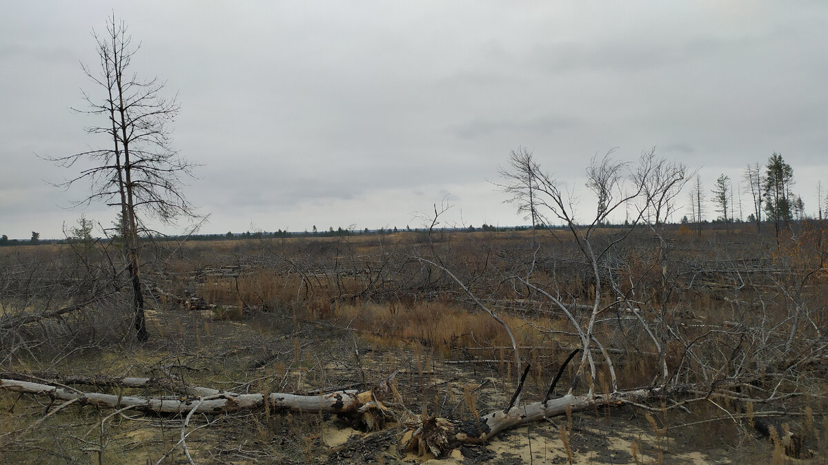 Сгоревший лес (листайте вправо).