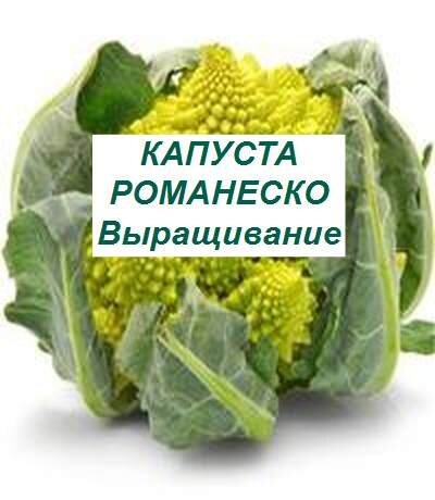 капуста романеско