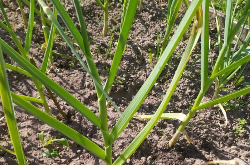 Вот такой чеснок готов к уборке.