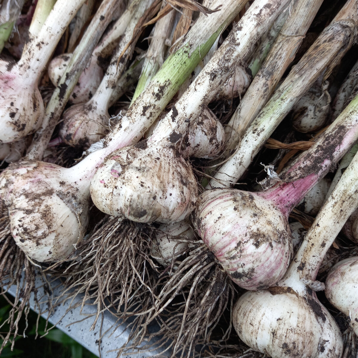 урожай этого года