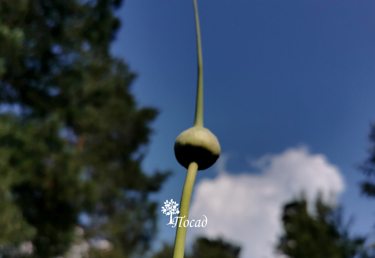 Сигнальная стрелка смотрит в небо. А это значит, что выкопку чеснока не стоит откладывать в долгий ящик.