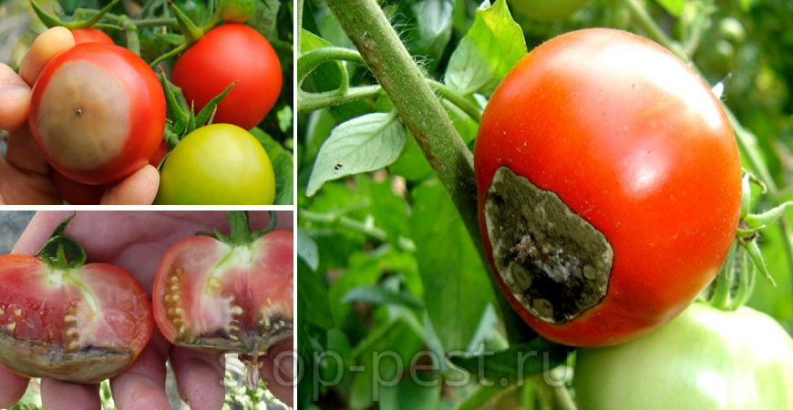 Вершинная гниль томатов - внешние признаки недуга. Среди основных причин - недостаток кальция, фото сайта https://stop-pest.ru