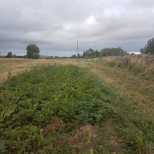 А это моя картошка пока растет