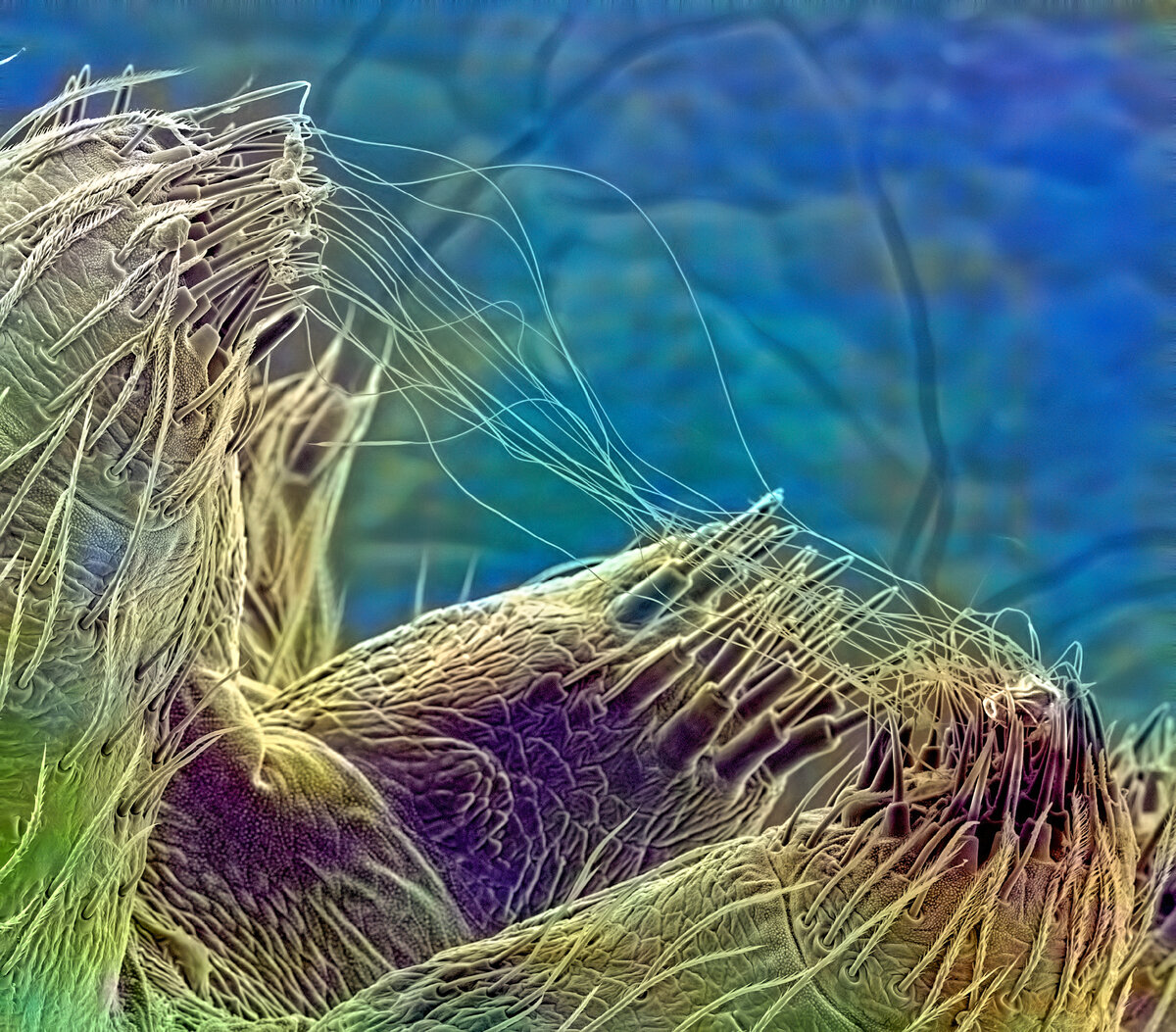 Производство паутины на микроуровне.