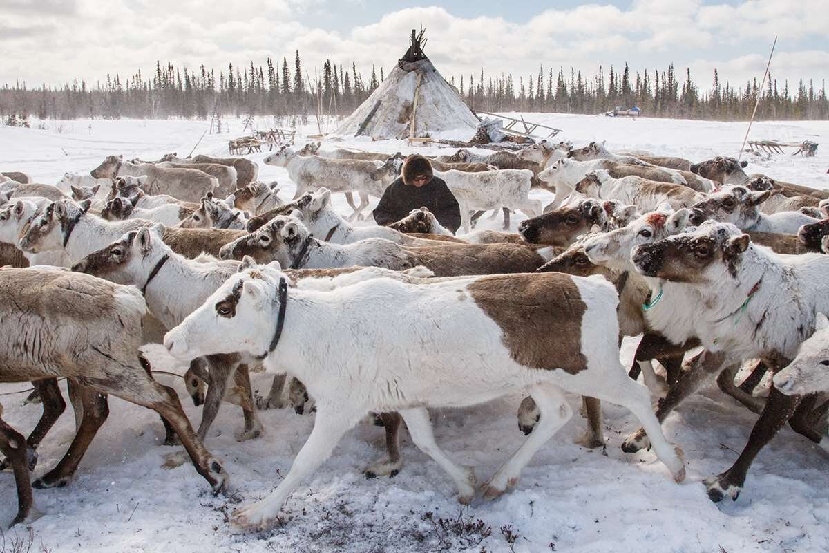 Быт людей в тундре. Оленеводство в тундре северные олени. Тундра якутии. Жизнь людей в лесотундре. Деятельность человека в тундре.