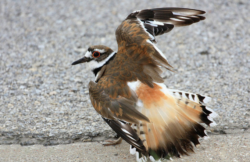 Некоторые птицы. Killdeer Bird. Killdeer фото птица. Птица притворяясь раненой. Птица обманула.