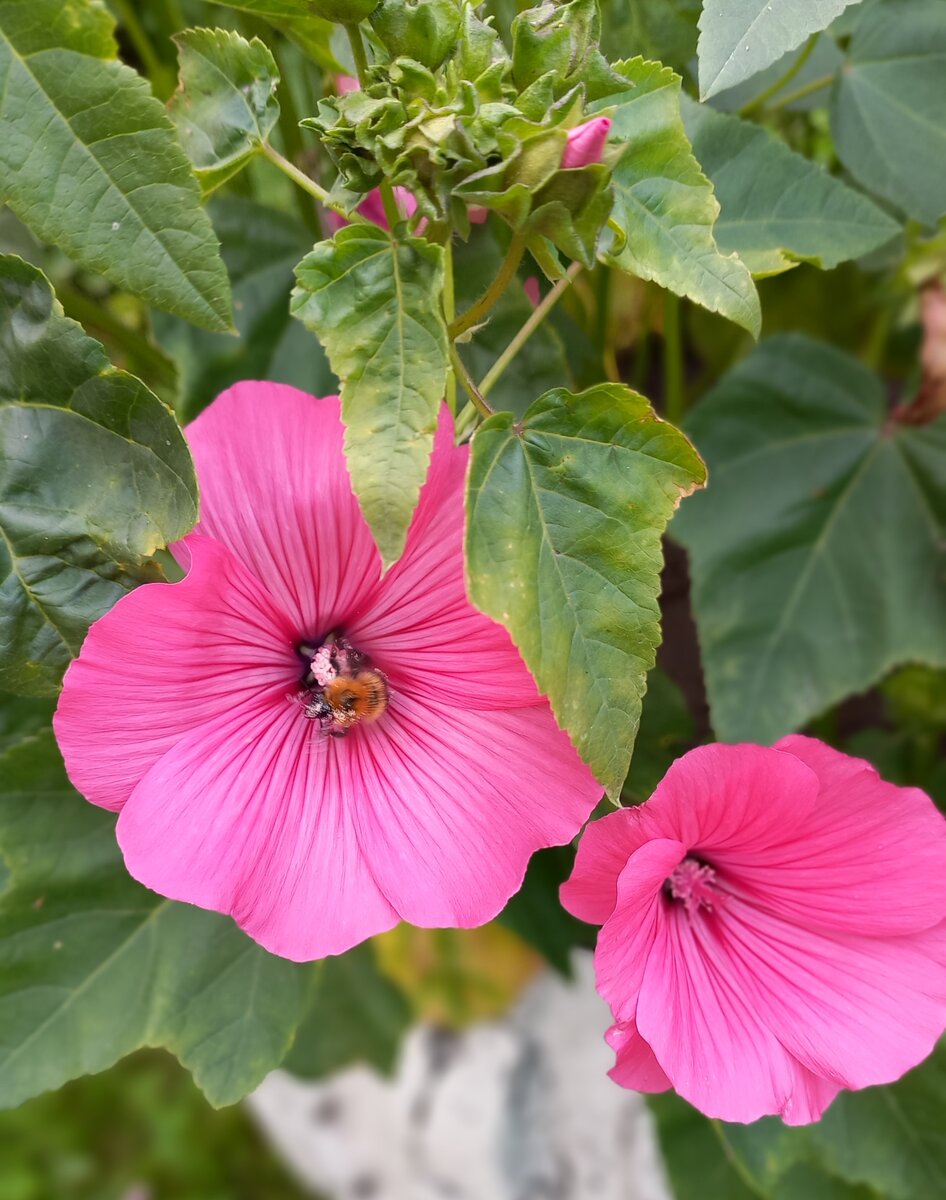 Лаватера. Фото из моего архива.