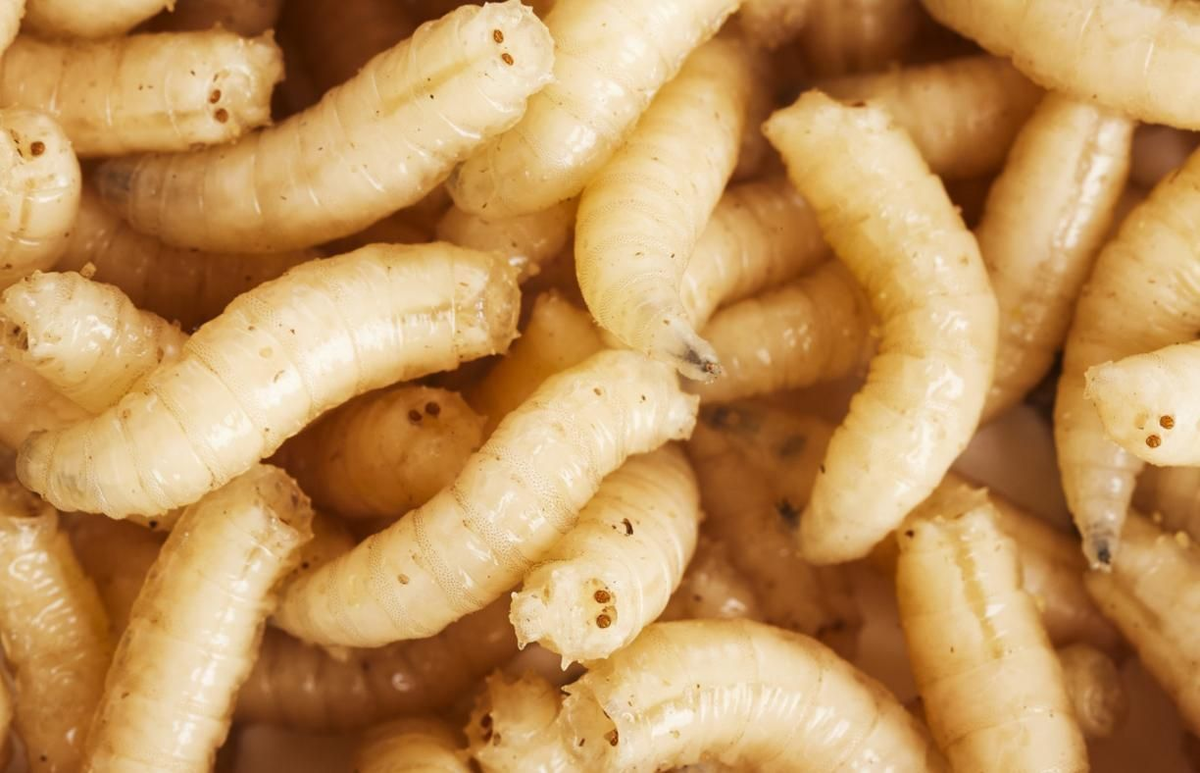 Личинки мух. (Опарыши).