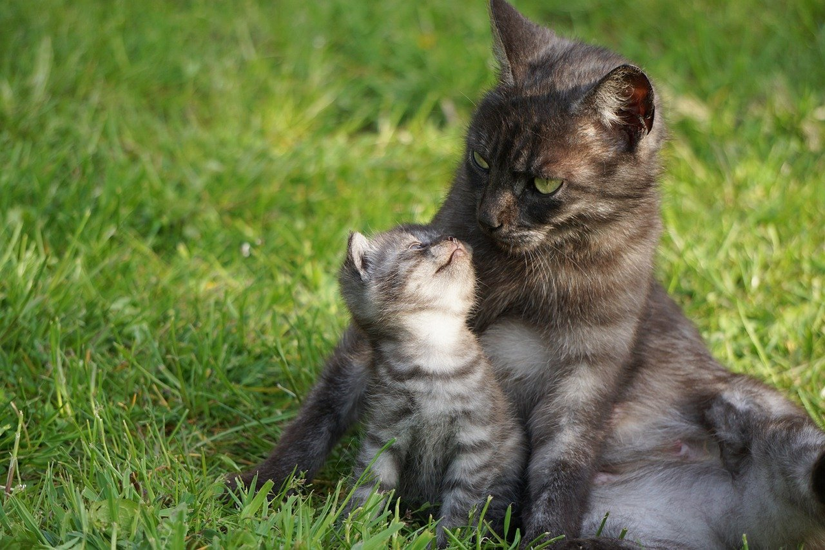 Мама кошка и котенок. Котята с мамой. Кошка скатитоми. Котик с мамой. Почему кошки мам мам
