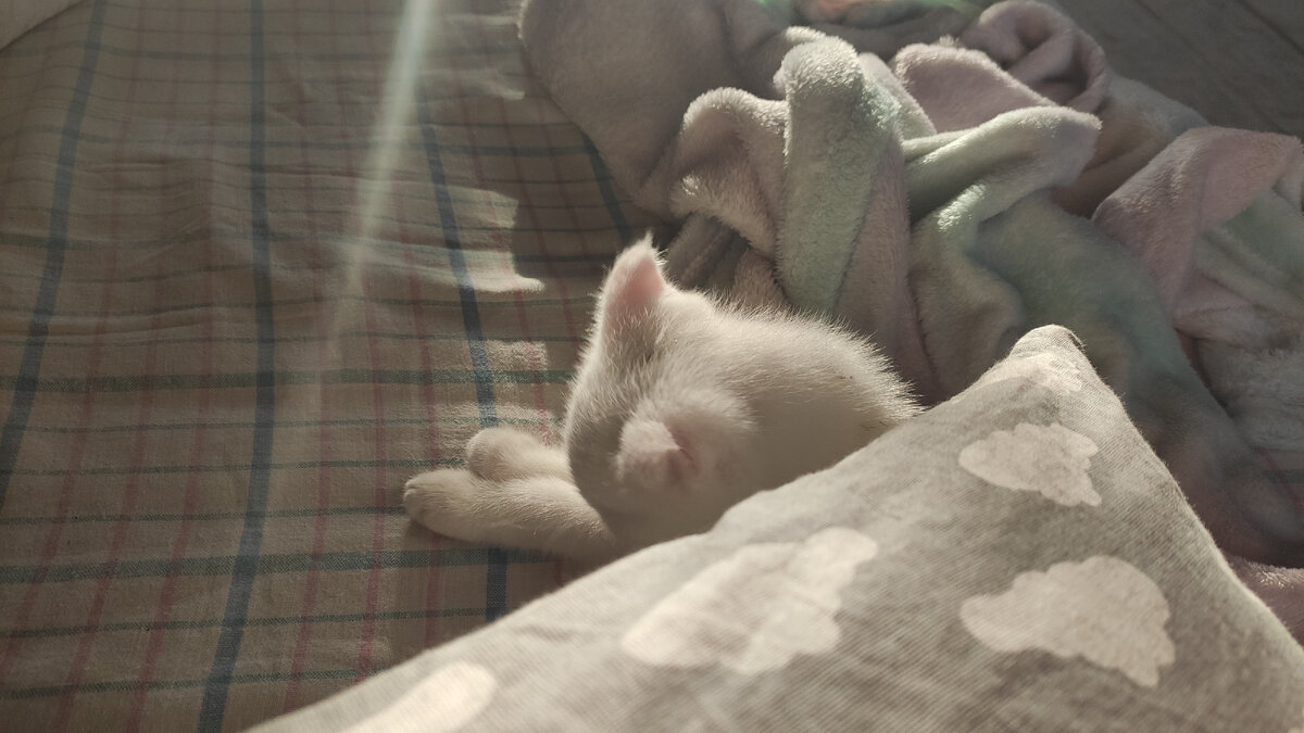 Ну что за чудное создание?