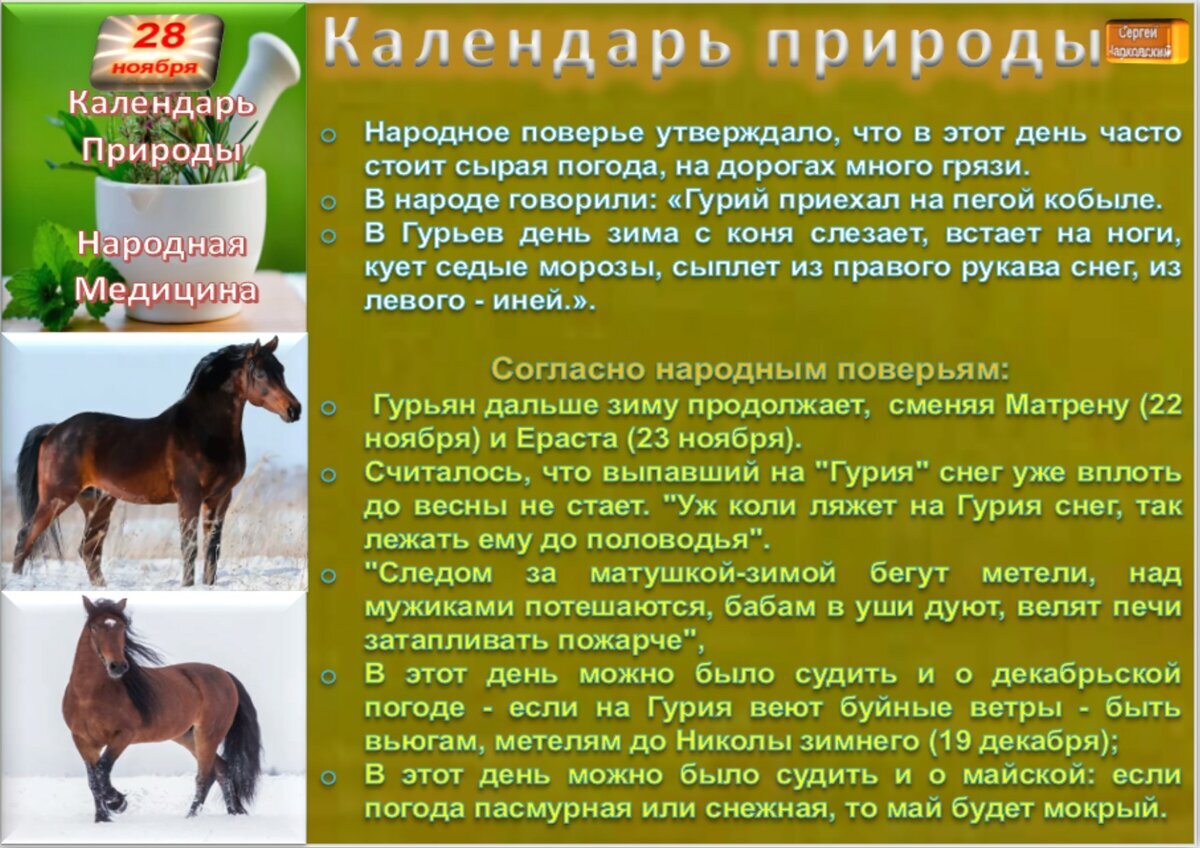 28 ноября праздник. Гурьев день 28 ноября. Лошади а. 28 ноября традиции. Фото гурьев день.