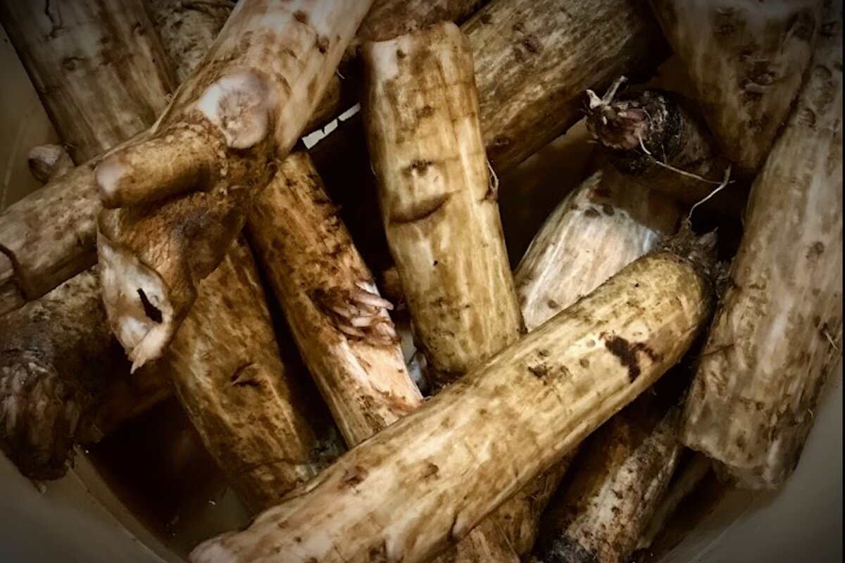 В этом году сами копали и сушили корень лопуха, на фото помытый и немного очищеный.