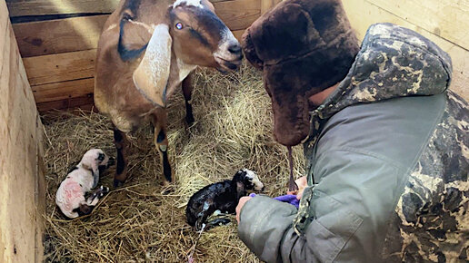 КОГО РОДИЛА КОЗА? ДЕТИ ВЕРНУЛИСЬ ДОМОЙ! НАША ФЕРМА! ЖИЗНЬ ПРОСТЫХ ЛЮДЕЙ В ДЕРЕВНЕ!