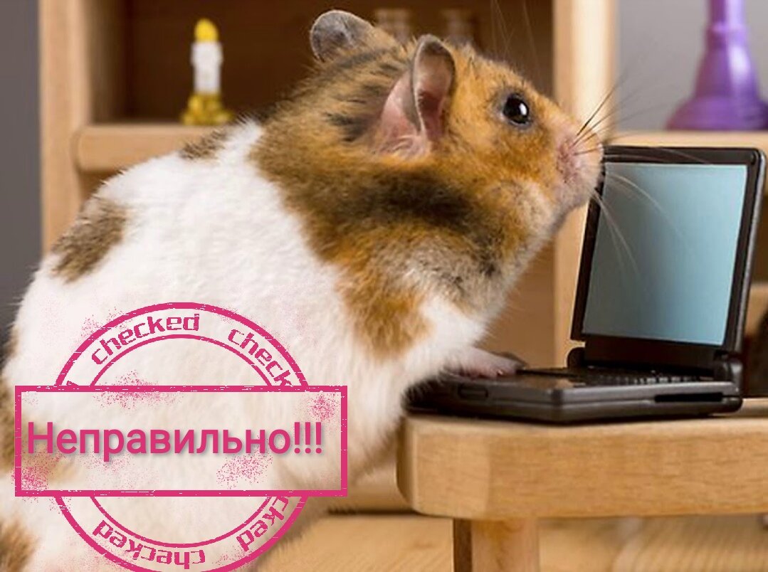 Почему не работает hamster kombat. Колесо для хомяка. Стрижка хомяка gif. Почему не работает hamster kombat. Хомячок gif.